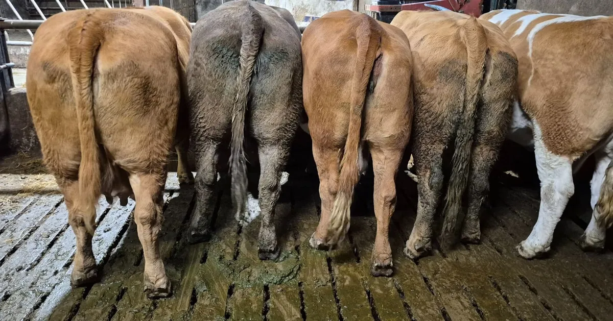 6th or 7th lactation Suckler Cows - Image 2