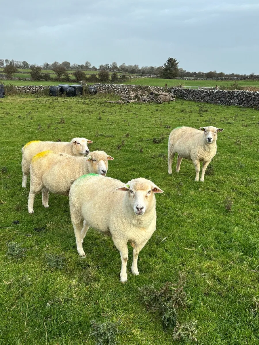 PB Galway ewes - Image 1