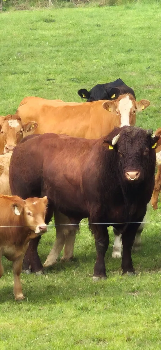 6th or 7th lactation Suckler Cows - Image 3