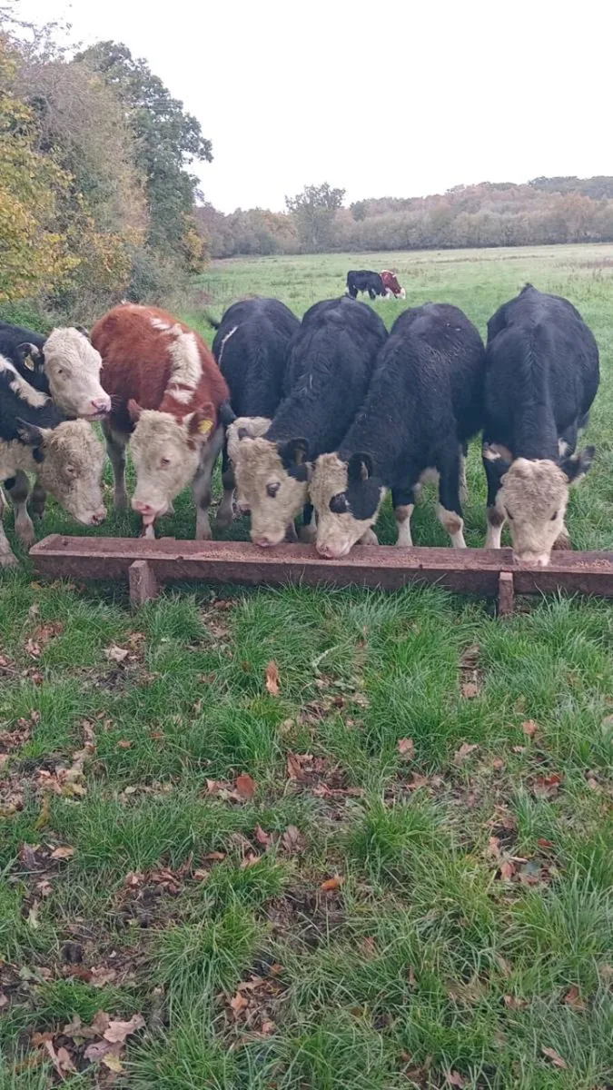 9 smashing hereford bullock weanlings - Image 1