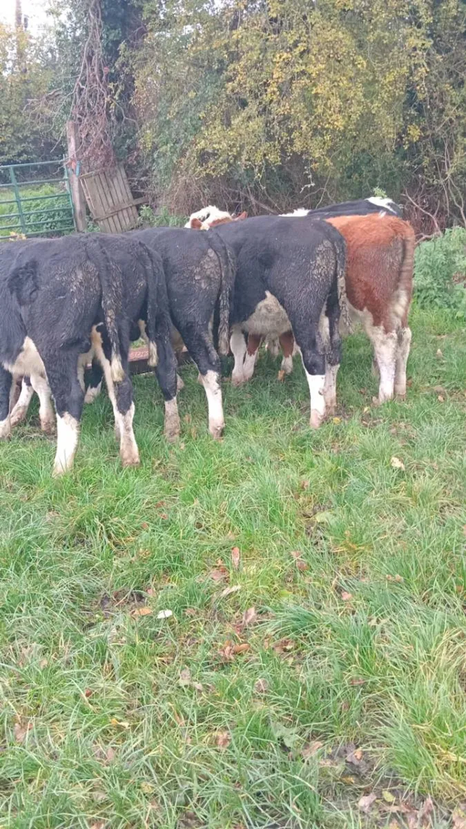 9 smashing hereford bullock weanlings - Image 3