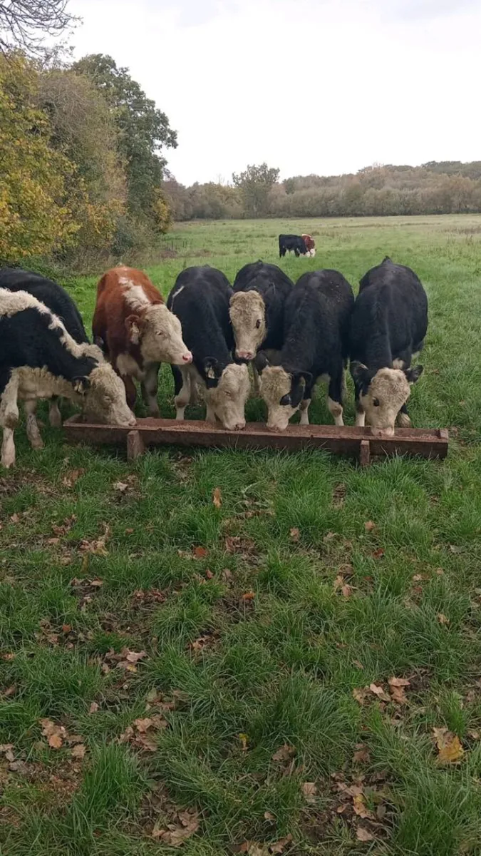 9 smashing hereford bullock weanlings - Image 2