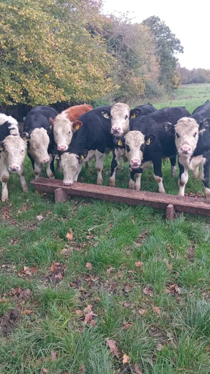 9 smashing hereford bullock weanlings - Image 4