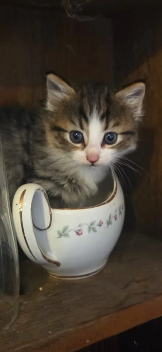 Lovely fluffy tabby