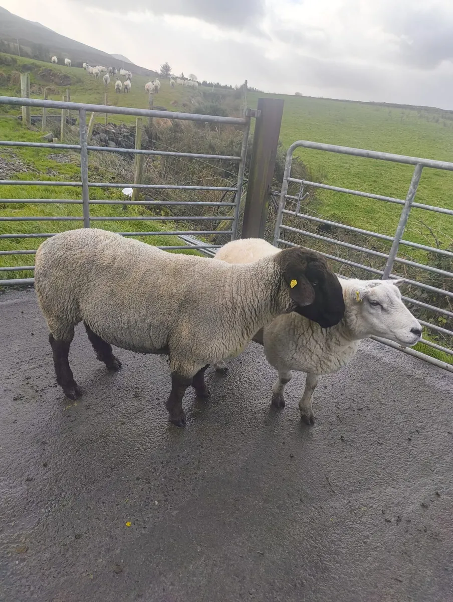 Suffolk ram - Image 1