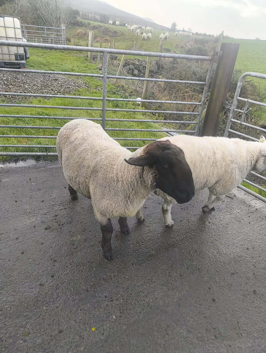 Suffolk ram - Image 2