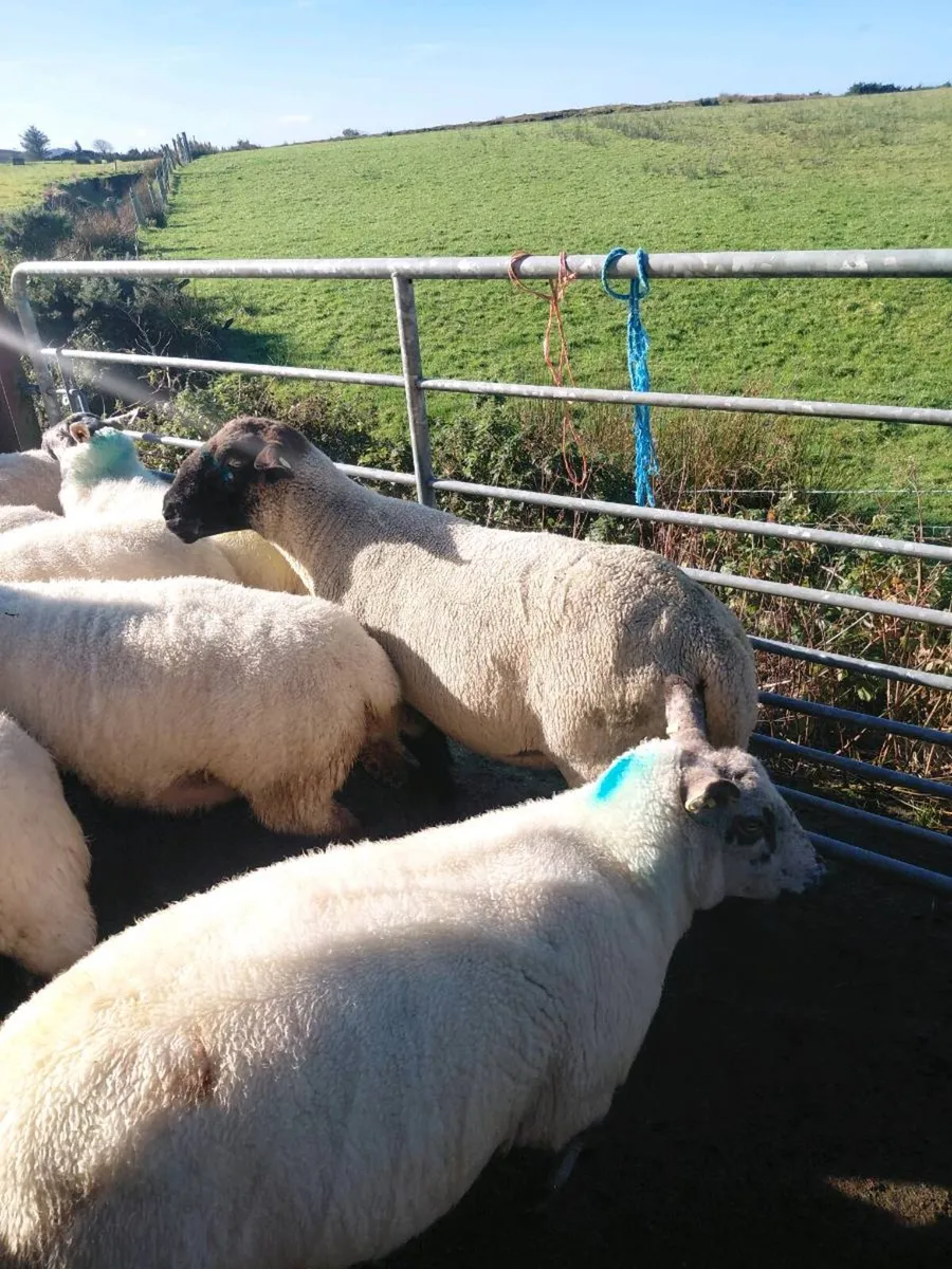 Suffolk ram - Image 3