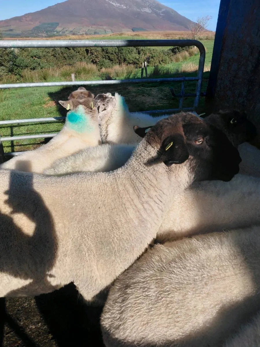 Suffolk ram - Image 4