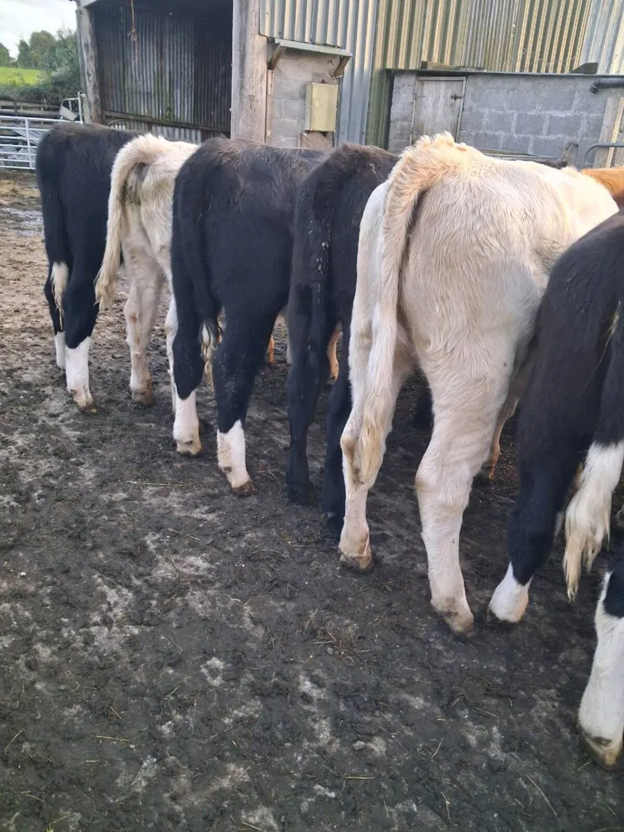 Weanlings - Image 2