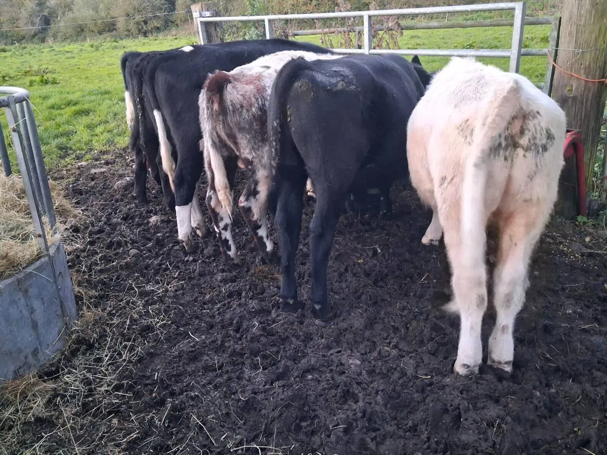 Weanlings - Image 4