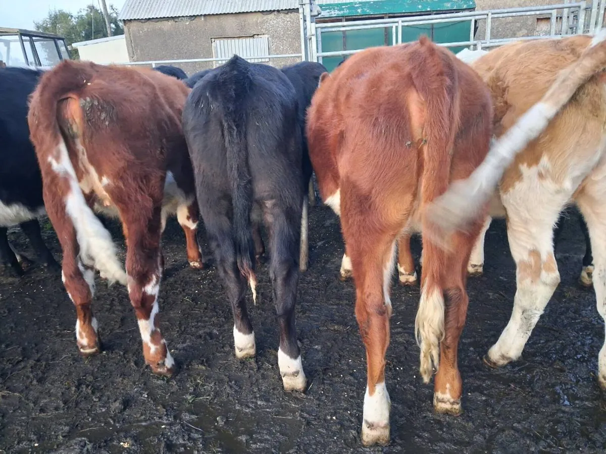 Weanlings - Image 3
