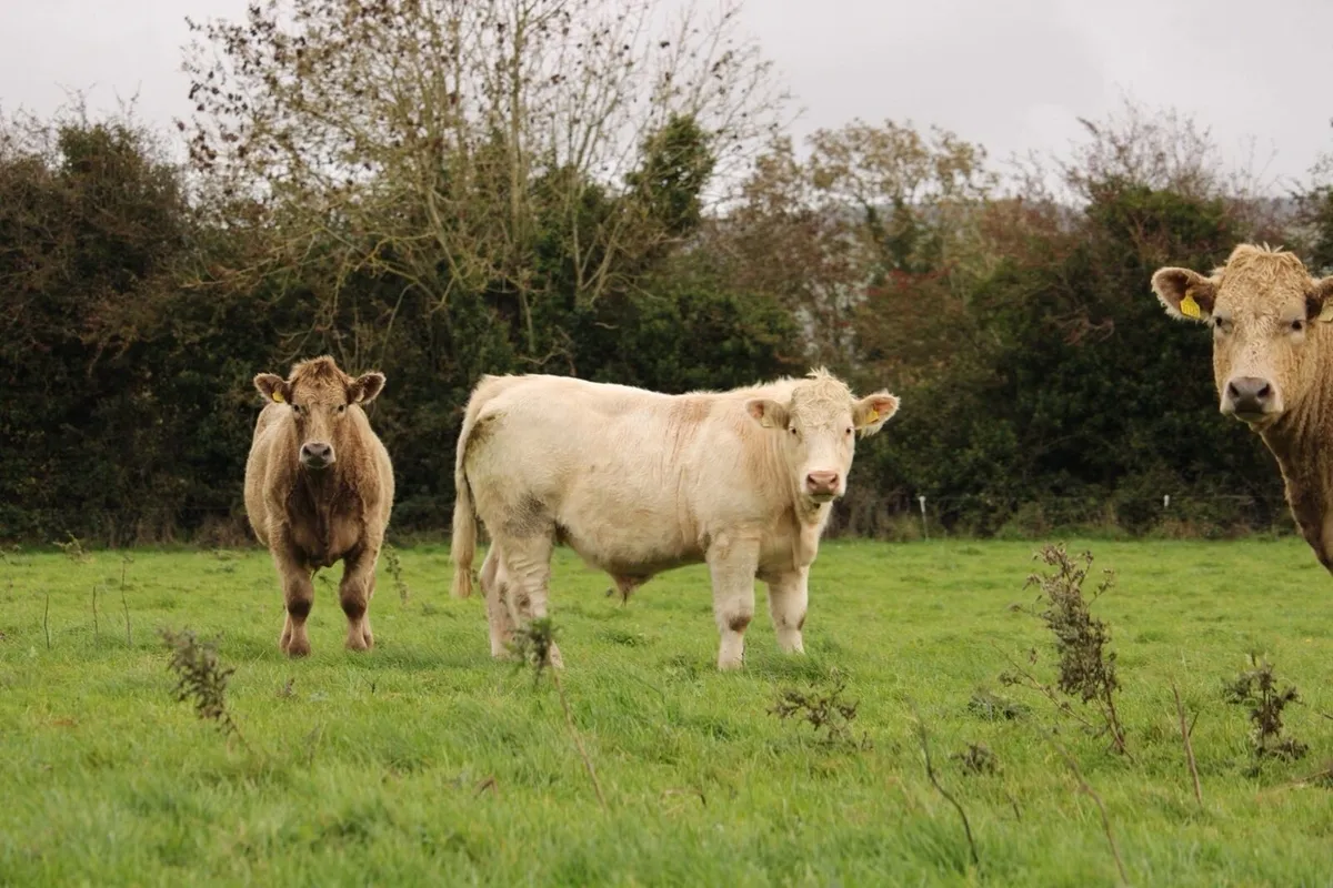 Super charlaois bullocks - Image 1