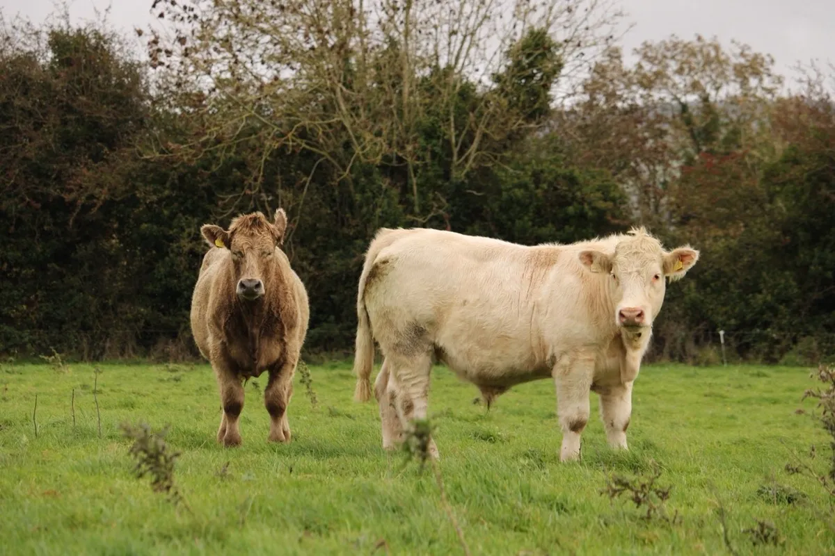 Super charlaois bullocks - Image 2