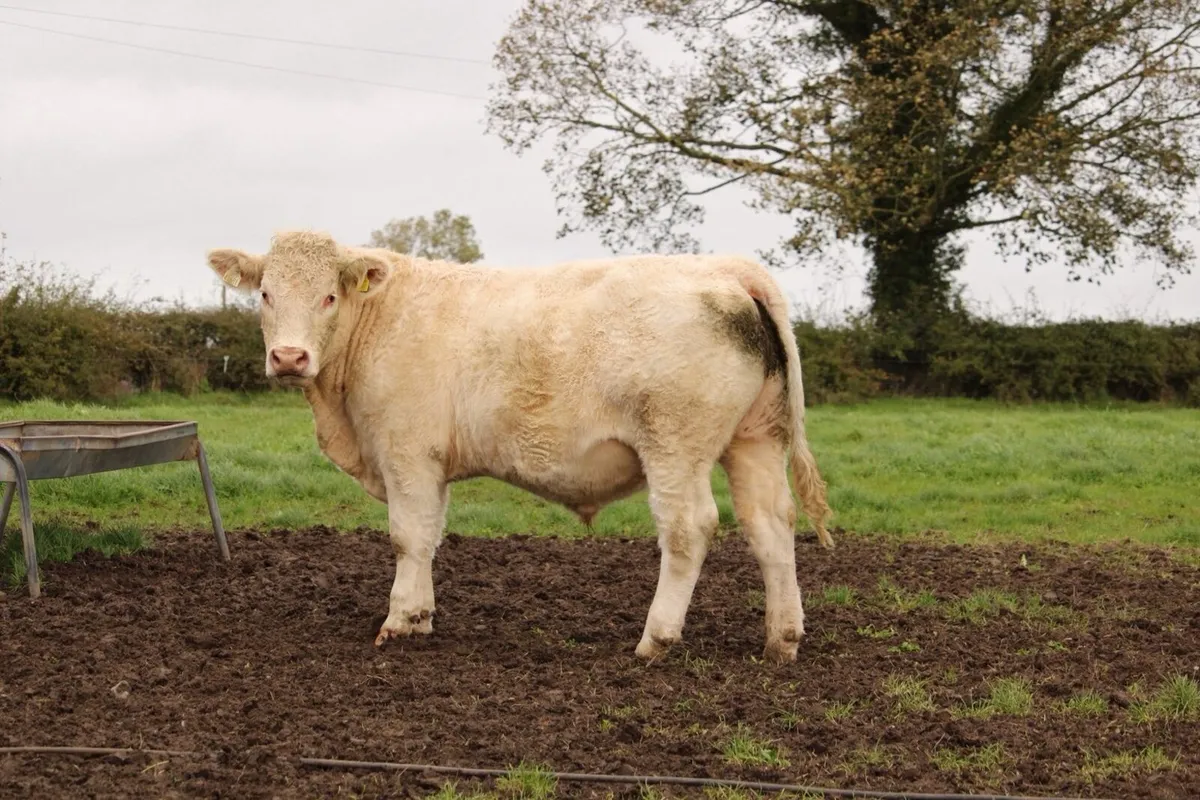 Super charlaois bullocks - Image 3