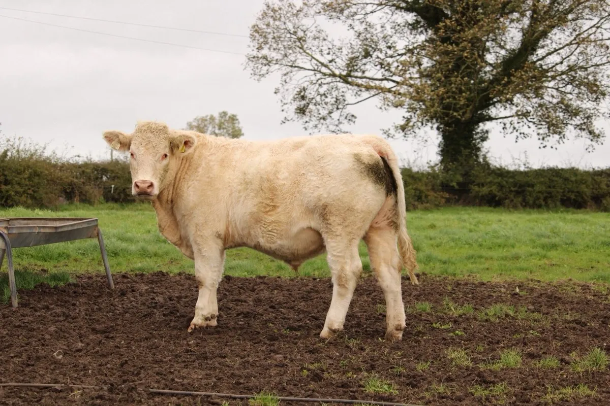 Super charlaois bullocks - Image 4