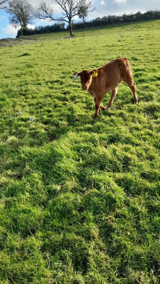 Calf /Cow and Calf pair - Image 2