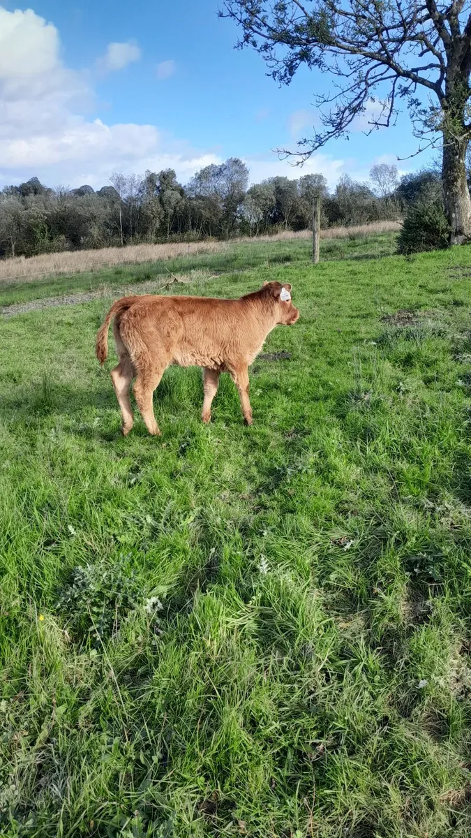 Calf /Cow and Calf pair - Image 3