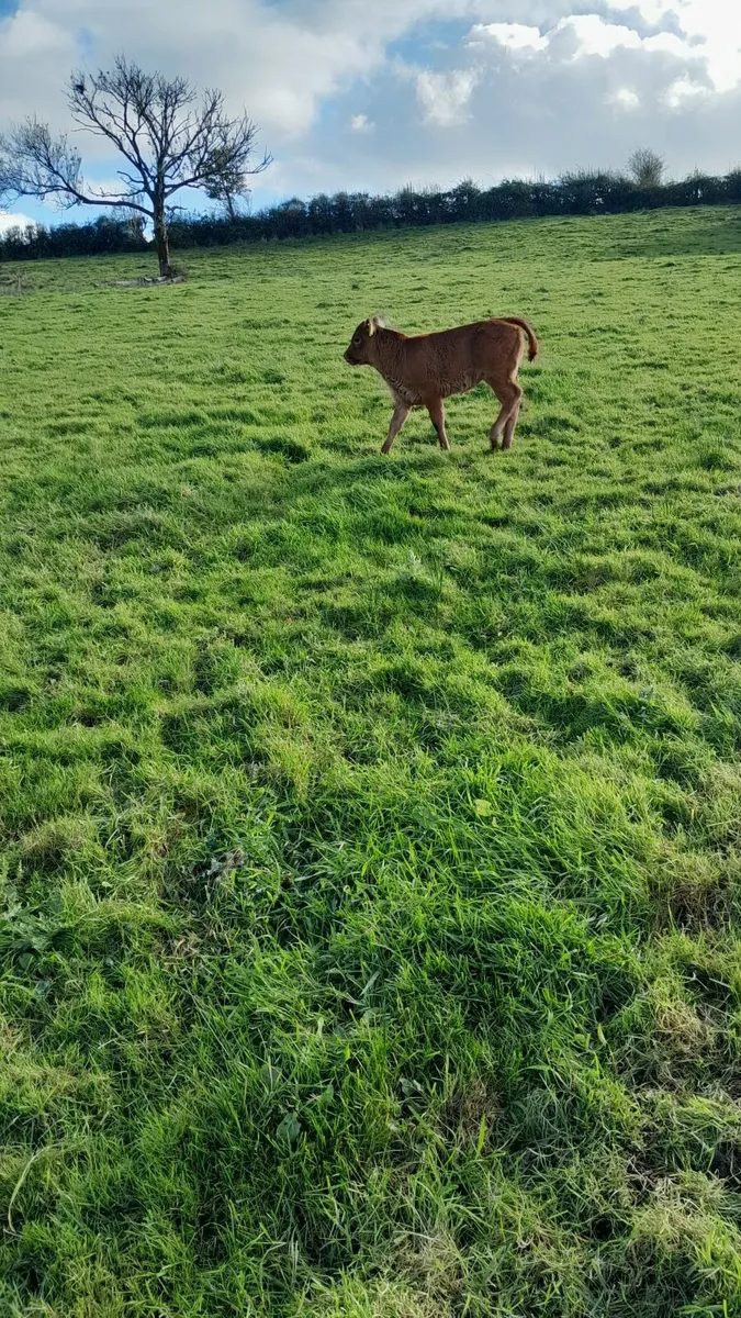 Calf /Cow and Calf pair - Image 4