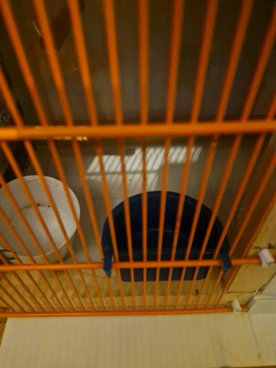 Transport  Box cage budgies. - Image 3