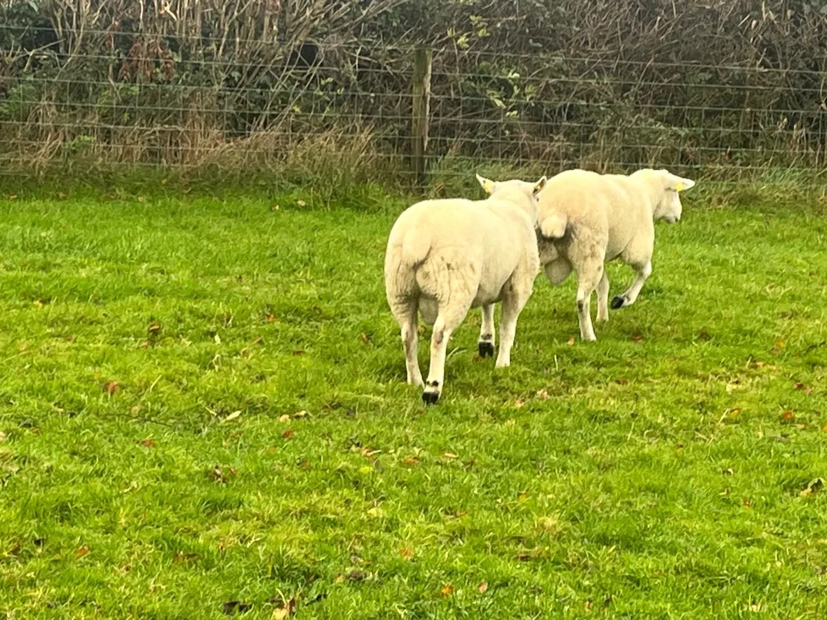TEXEL X EASYCARE RAMS - Image 3