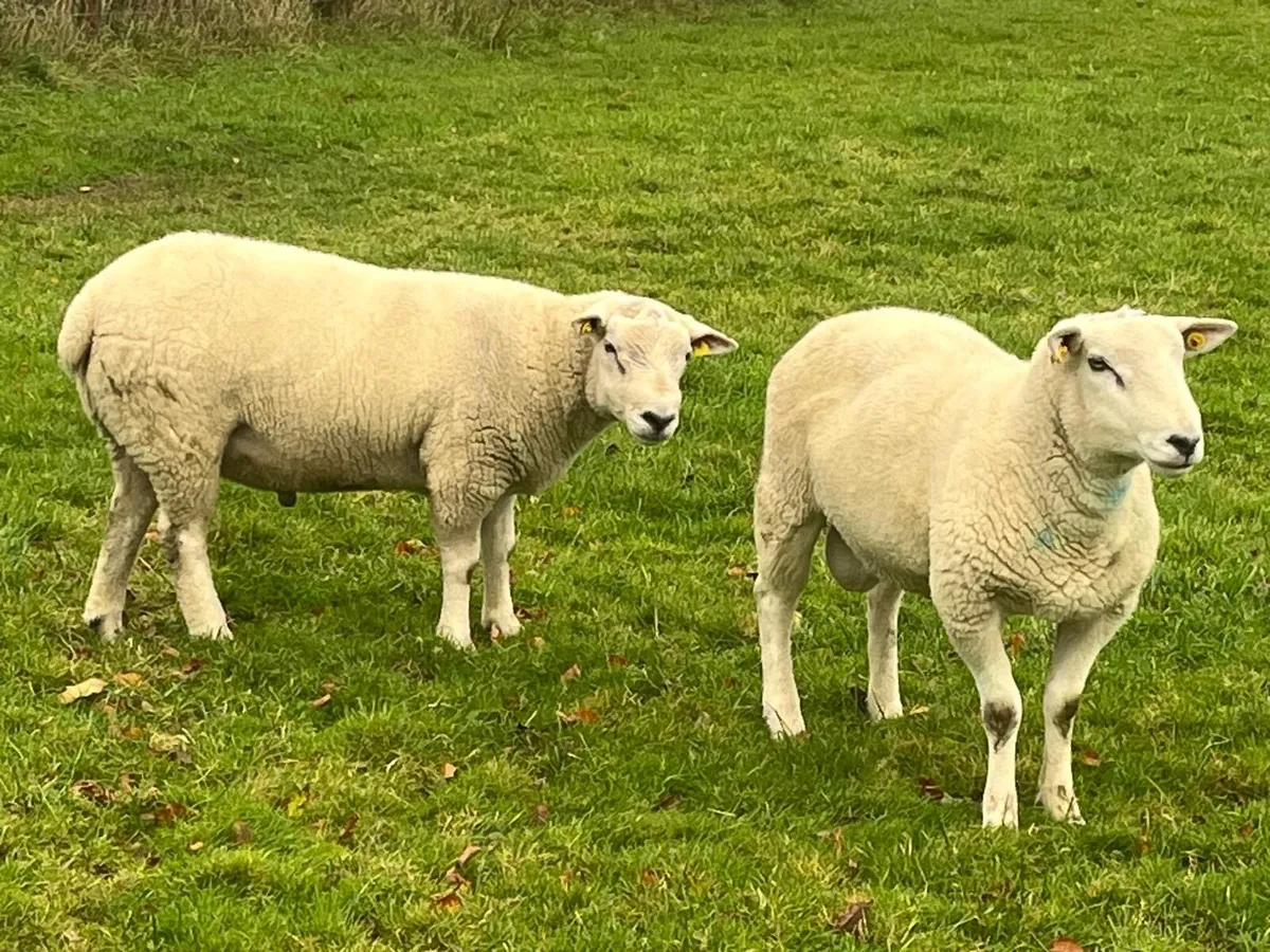 TEXEL X EASYCARE RAMS - Image 4