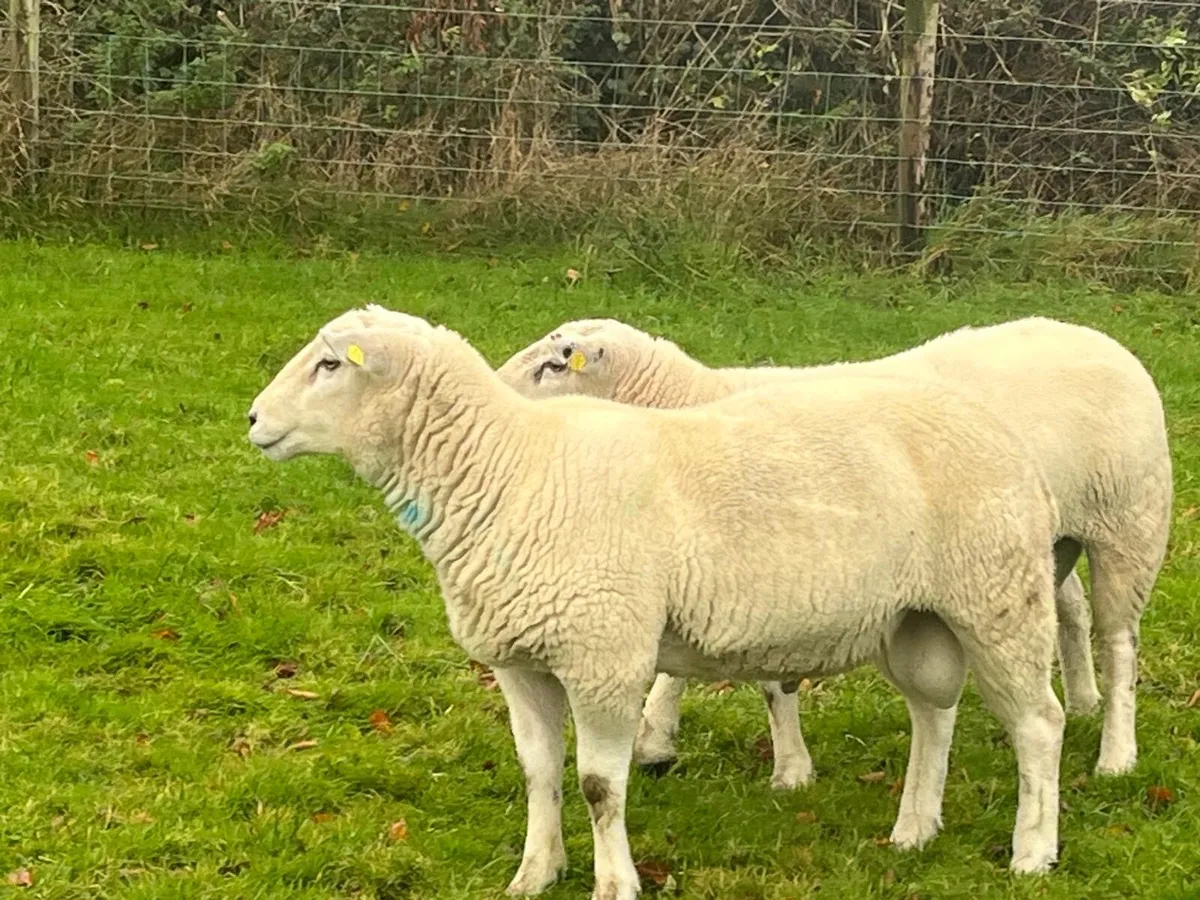 TEXEL X EASYCARE RAMS - Image 2