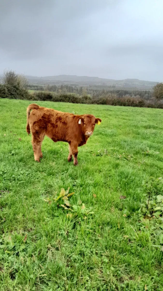 Calf /Cow and Calf pair - Image 1