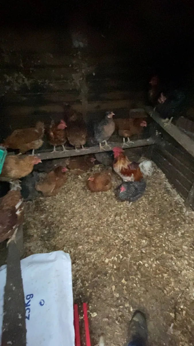 laying hens - Image 1