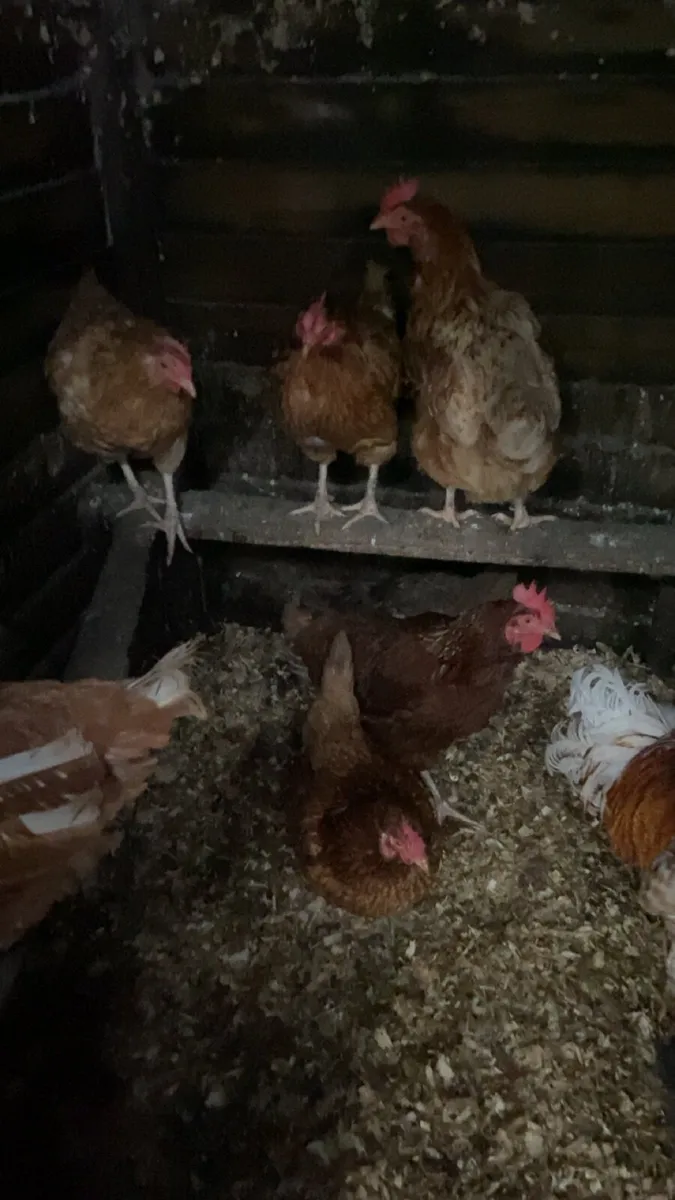 laying hens - Image 2