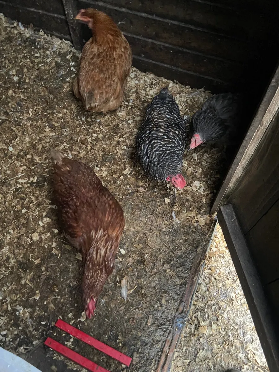 laying hens - Image 3
