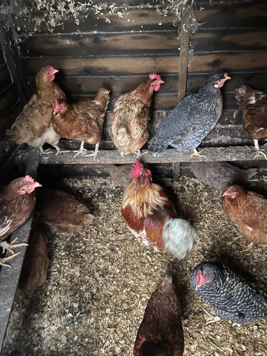 laying hens - Image 4