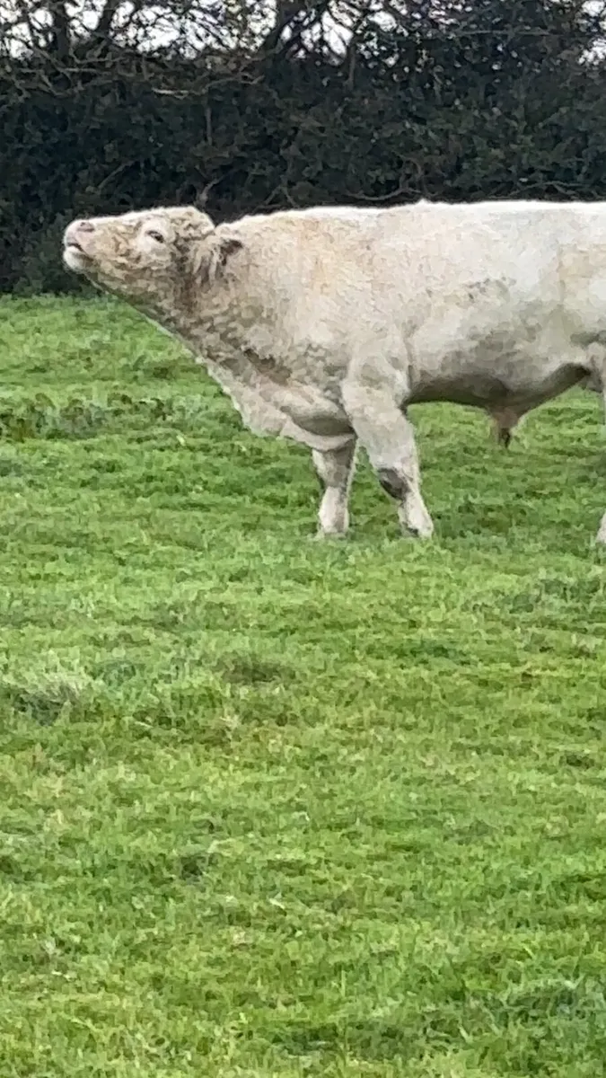 PBR Shorthorn Bull - Image 4