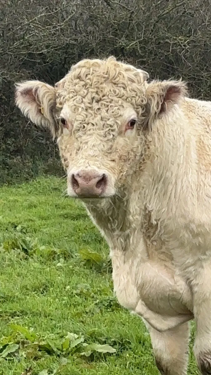 PBR Shorthorn Bull - Image 1