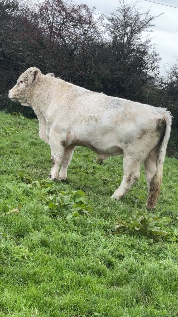 PBR Shorthorn Bull - Image 2