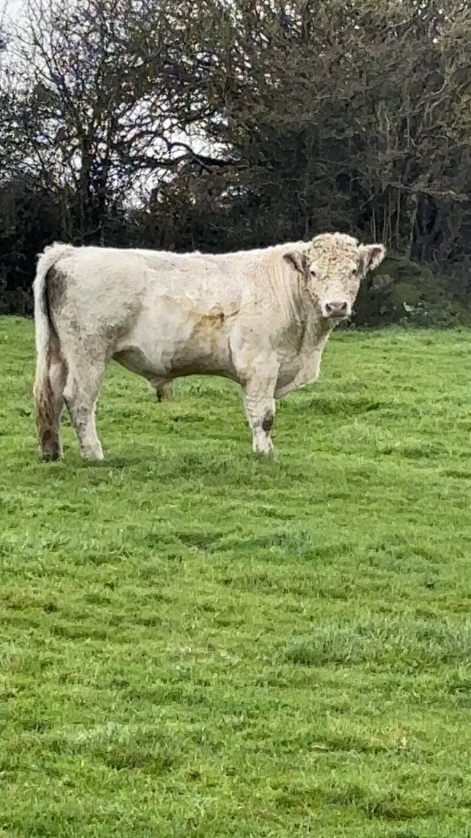 PBR Shorthorn Bull - Image 3