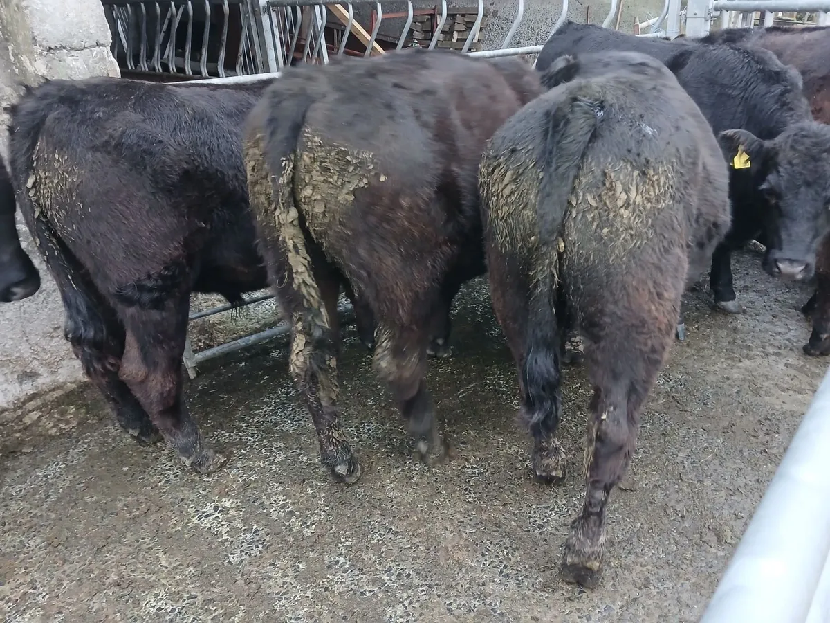 Bullocks - Image 1