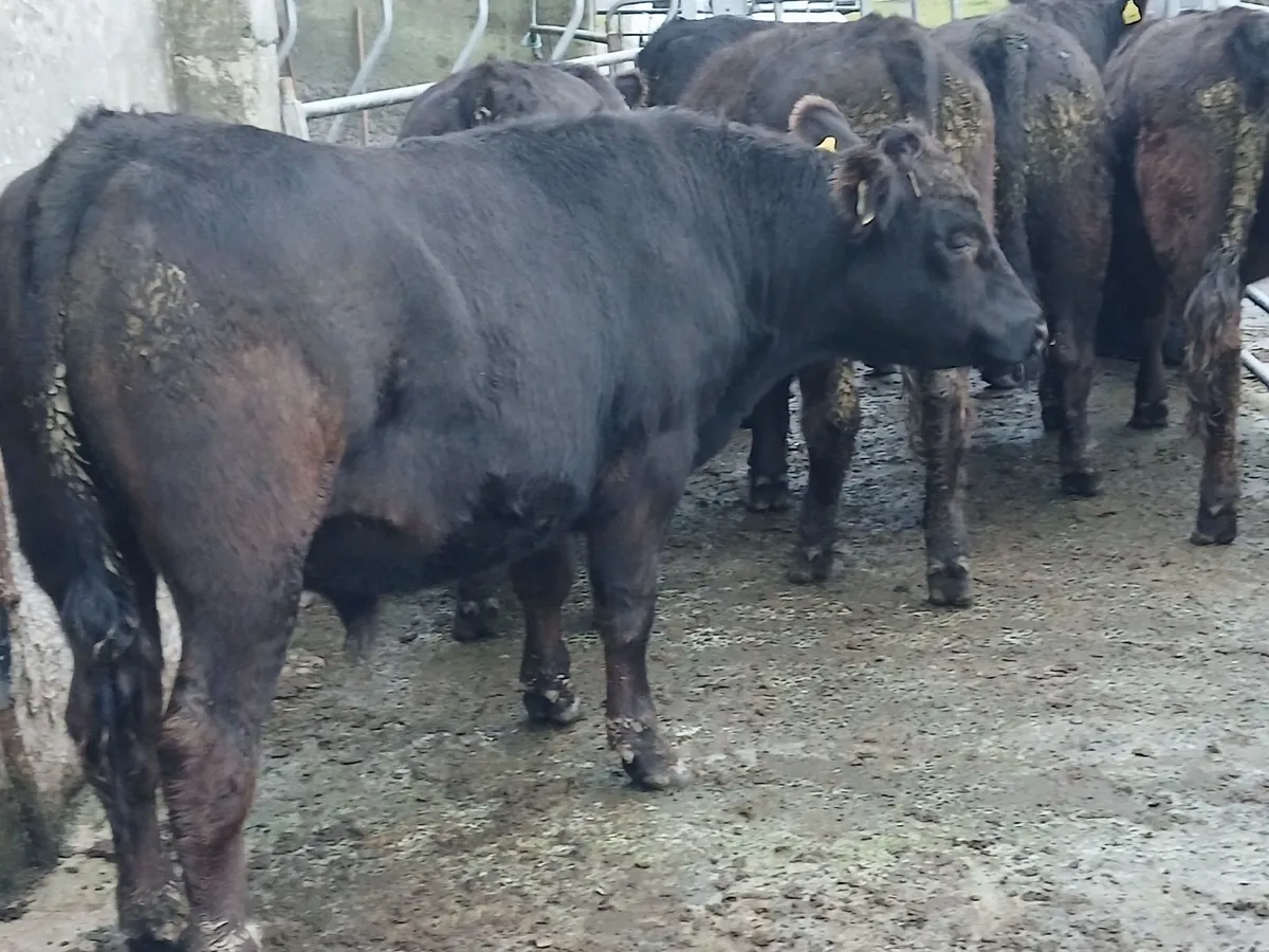 Bullocks - Image 2