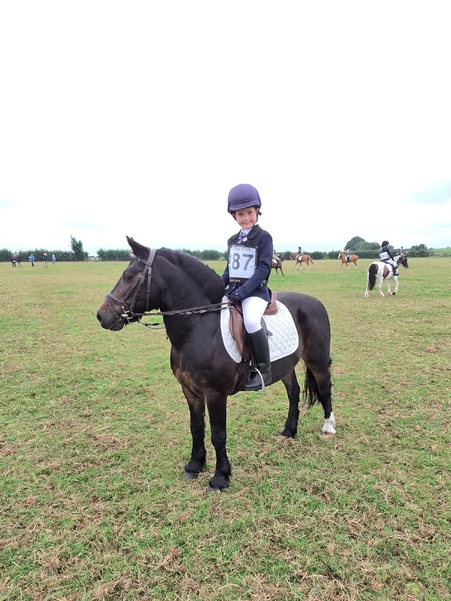Pony Club and Mounted Games Pony - Image 1
