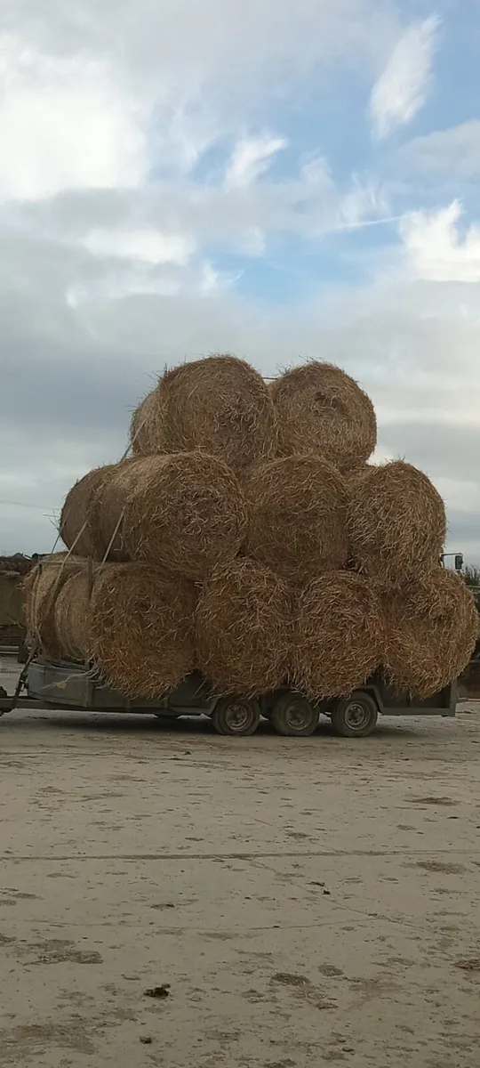 Straw for sale