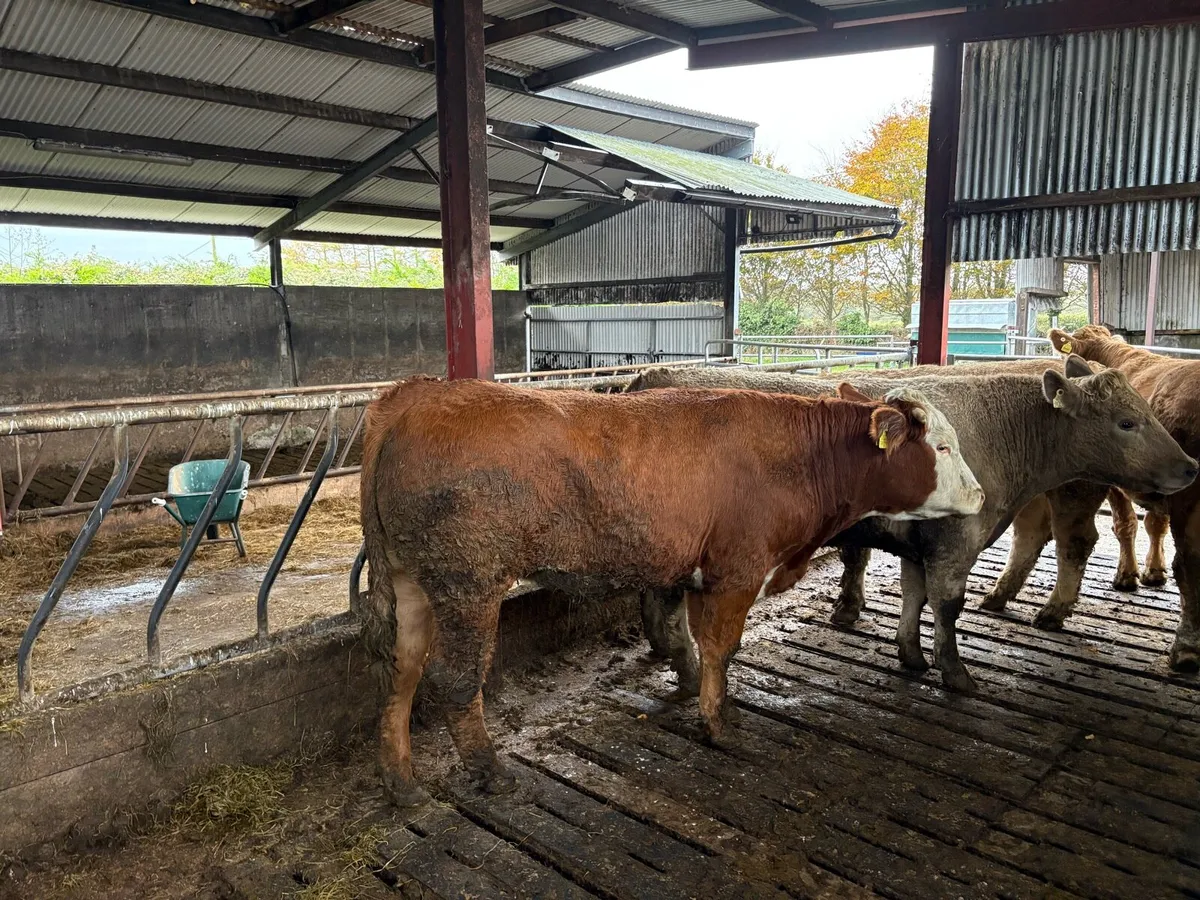 Bullocks - Image 3