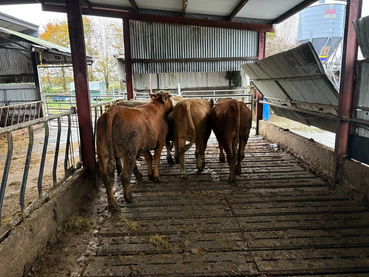 Bullocks - Image 4