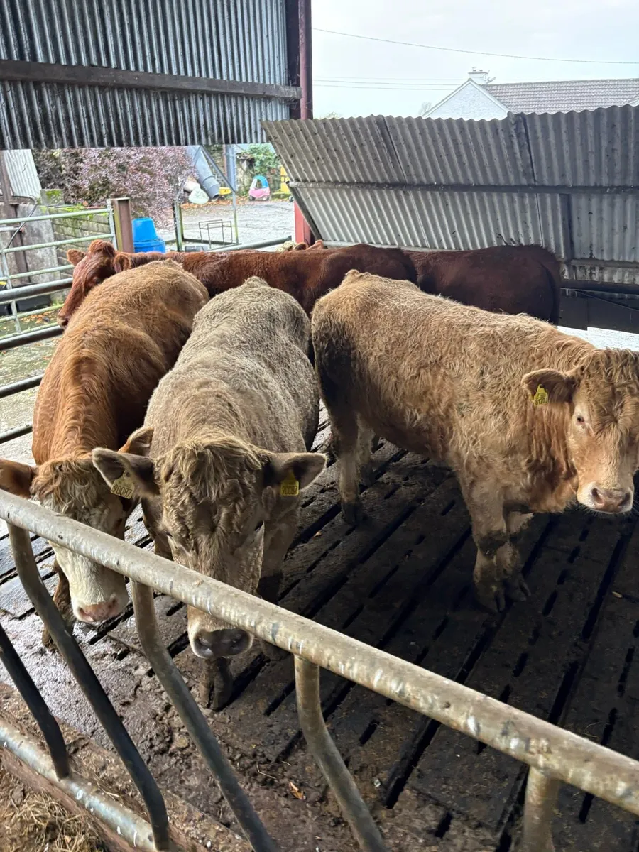 Bullocks - Image 2
