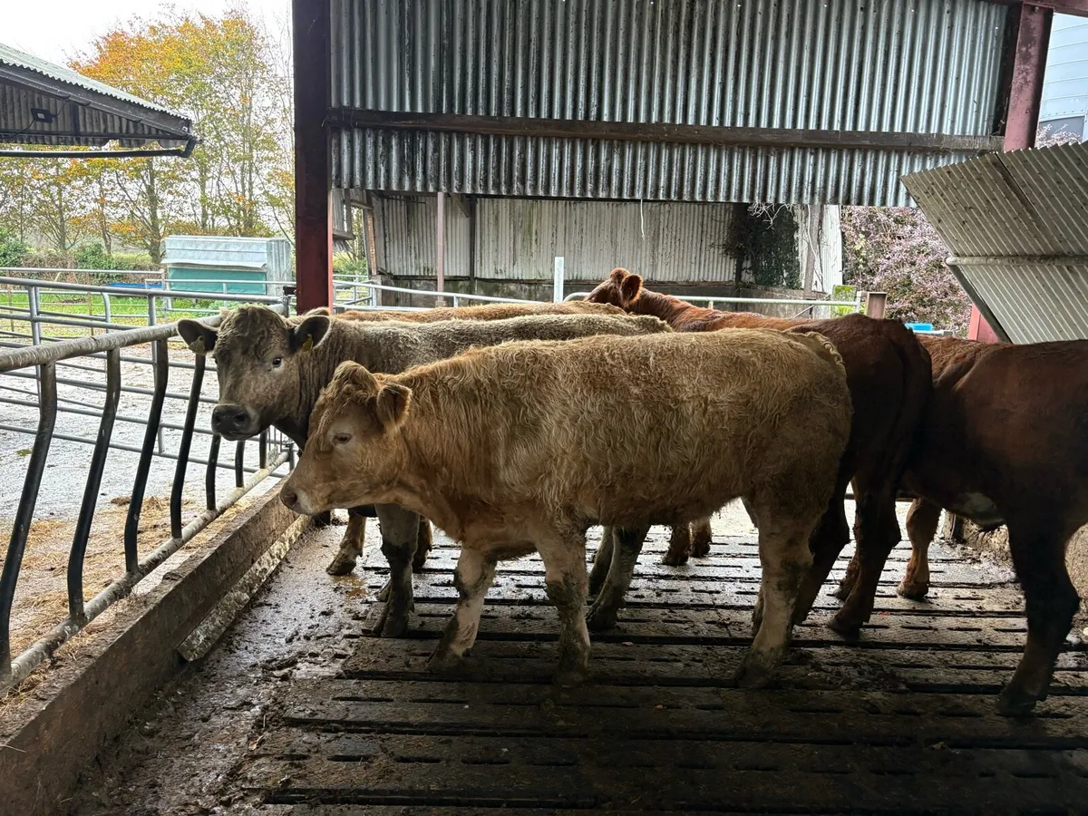 Bullocks - Image 1