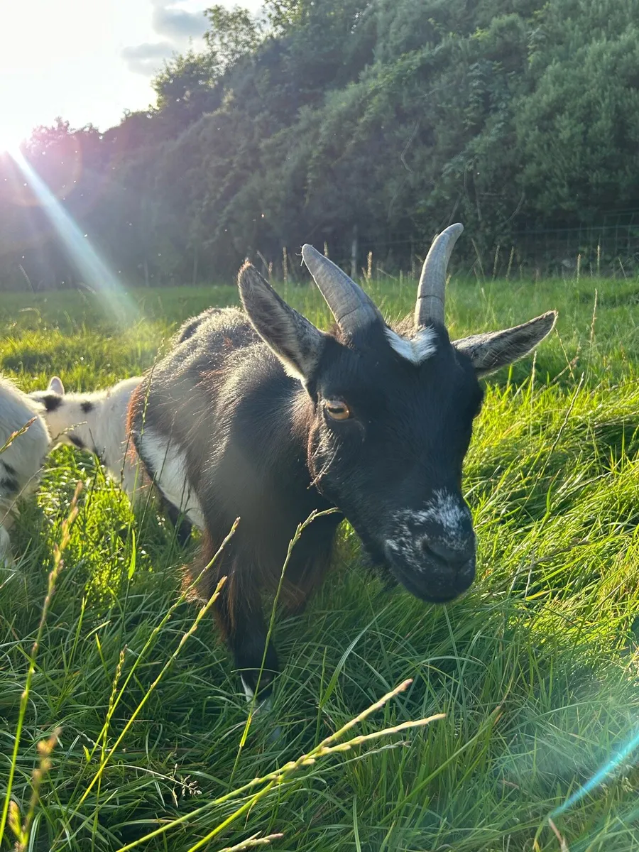Pygmy goats - Image 4