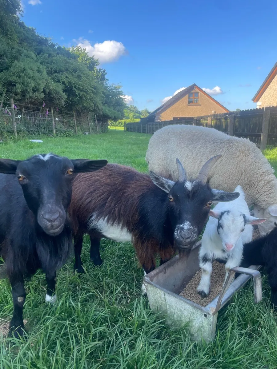 Pygmy goats - Image 3