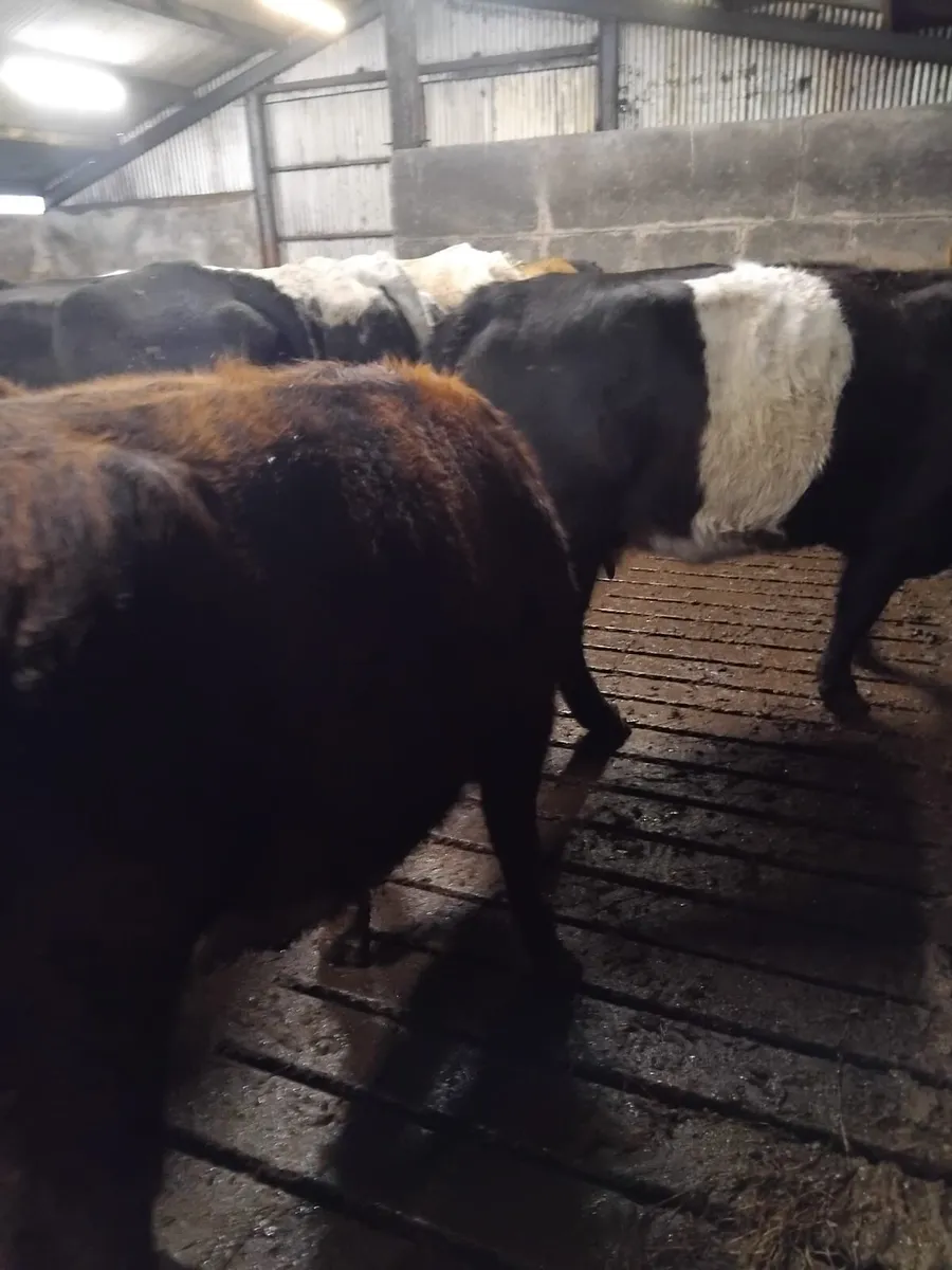IN CALF HEIFERS - Image 2