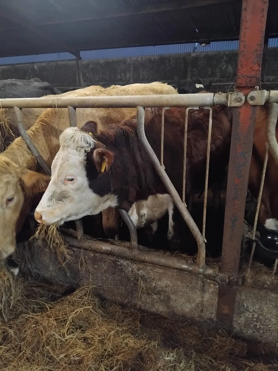 IN CALF HEIFERS - Image 3