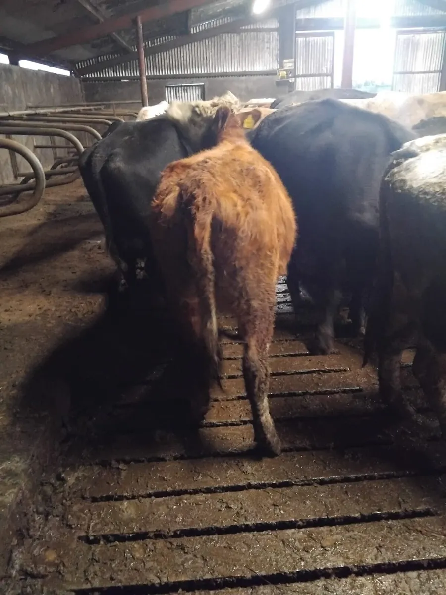 IN CALF HEIFERS - Image 4