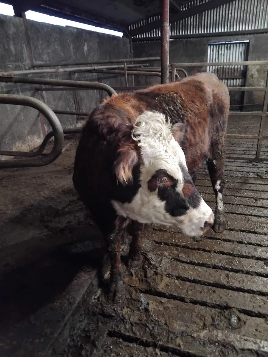 IN CALF HEIFERS - Image 1