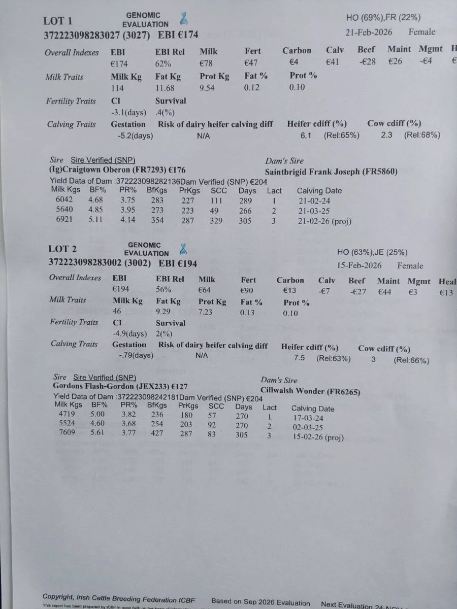 10 High Ebi heifer wealings - Image 3